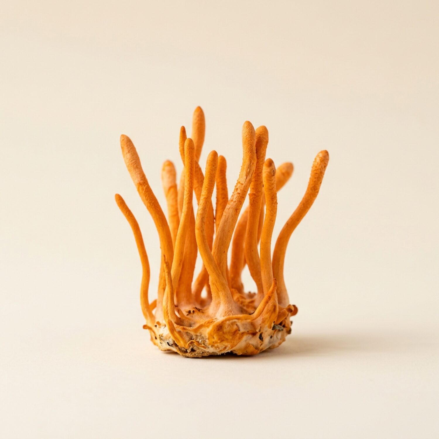 Cordyceps