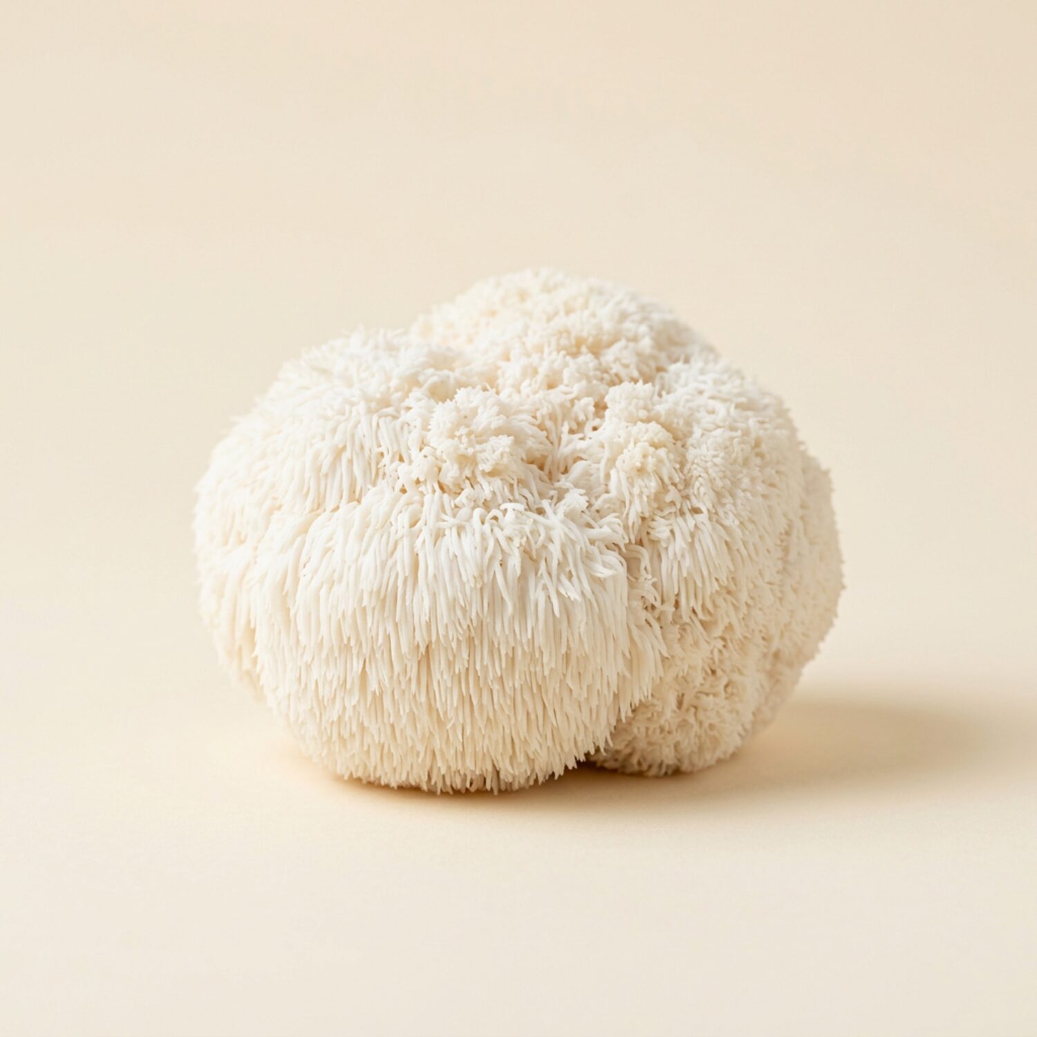 Lion's Mane